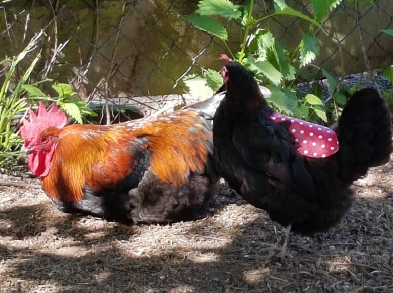 3 Hühnersättel Set - Federschutz Für Hennen 19,5x20cm